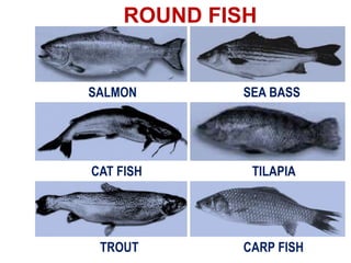 ROUND FISH
SALMON SEA BASS
CAT FISH TILAPIA
TROUT CARP FISH
 