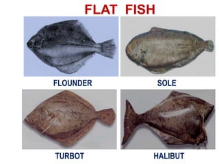 FLAT FISH
FLOUNDER SOLE
TURBOT HALIBUT
 