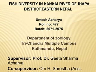 FISH DIVERSITY IN KANKAI RIVER OF JHAPA
DISTRICT,EASTERN NEPAL
Umesh Acharya
Roll no: 477
Batch: 2071-2075
Department of zoology
Tri-Chandra Multiple Campus
Kathmandu, Nepal
Supervisor: Prof. Dr. Geeta Sharma
Acharya
Co-supervisor: Om H. Shrestha (Asst.
 