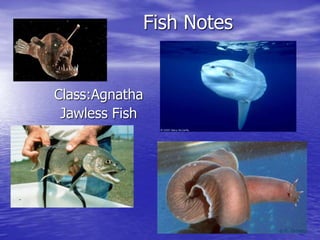 Fish Notes
Class:Agnatha
Jawless Fish
 