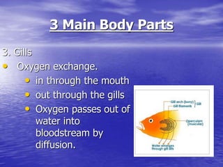 3 Main Body Parts
3. Gills
• Oxygen exchange.
• in through the mouth
• out through the gills
• Oxygen passes out of
water into
bloodstream by
diffusion.
 