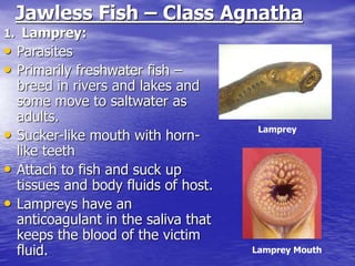 1. Lamprey:
• Parasites
• Primarily freshwater fish –
breed in rivers and lakes and
some move to saltwater as
adults.
• Sucker-like mouth with horn-
like teeth
• Attach to fish and suck up
tissues and body fluids of host.
• Lampreys have an
anticoagulant in the saliva that
keeps the blood of the victim
fluid.
Jawless Fish – Class Agnatha
Lamprey
Lamprey Mouth
 