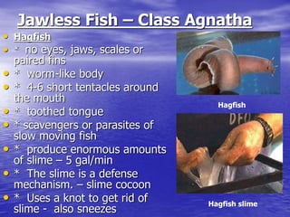 Jawless Fish – Class Agnatha
• Hagfish
• * no eyes, jaws, scales or
paired fins
• * worm-like body
• * 4-6 short tentacles around
the mouth
• * toothed tongue
• * scavengers or parasites of
slow moving fish
• * produce enormous amounts
of slime – 5 gal/min
• * The slime is a defense
mechanism. – slime cocoon
• * Uses a knot to get rid of
slime - also sneezes
Hagfish slime
Hagfish
 