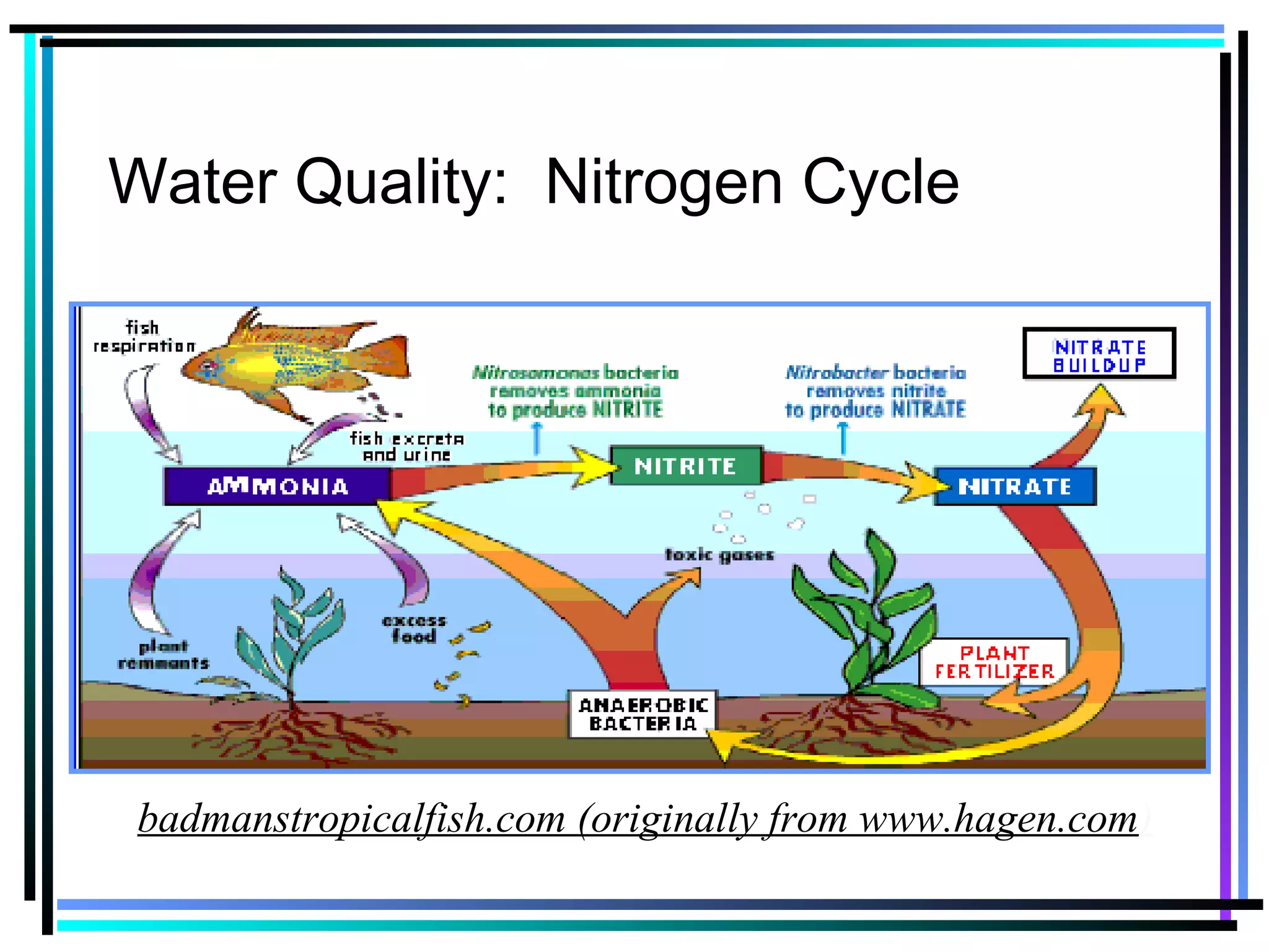 Water Quality: Nitrogen Cycle
badmanstropicalfish.com (originally from www.hagen.com)
 