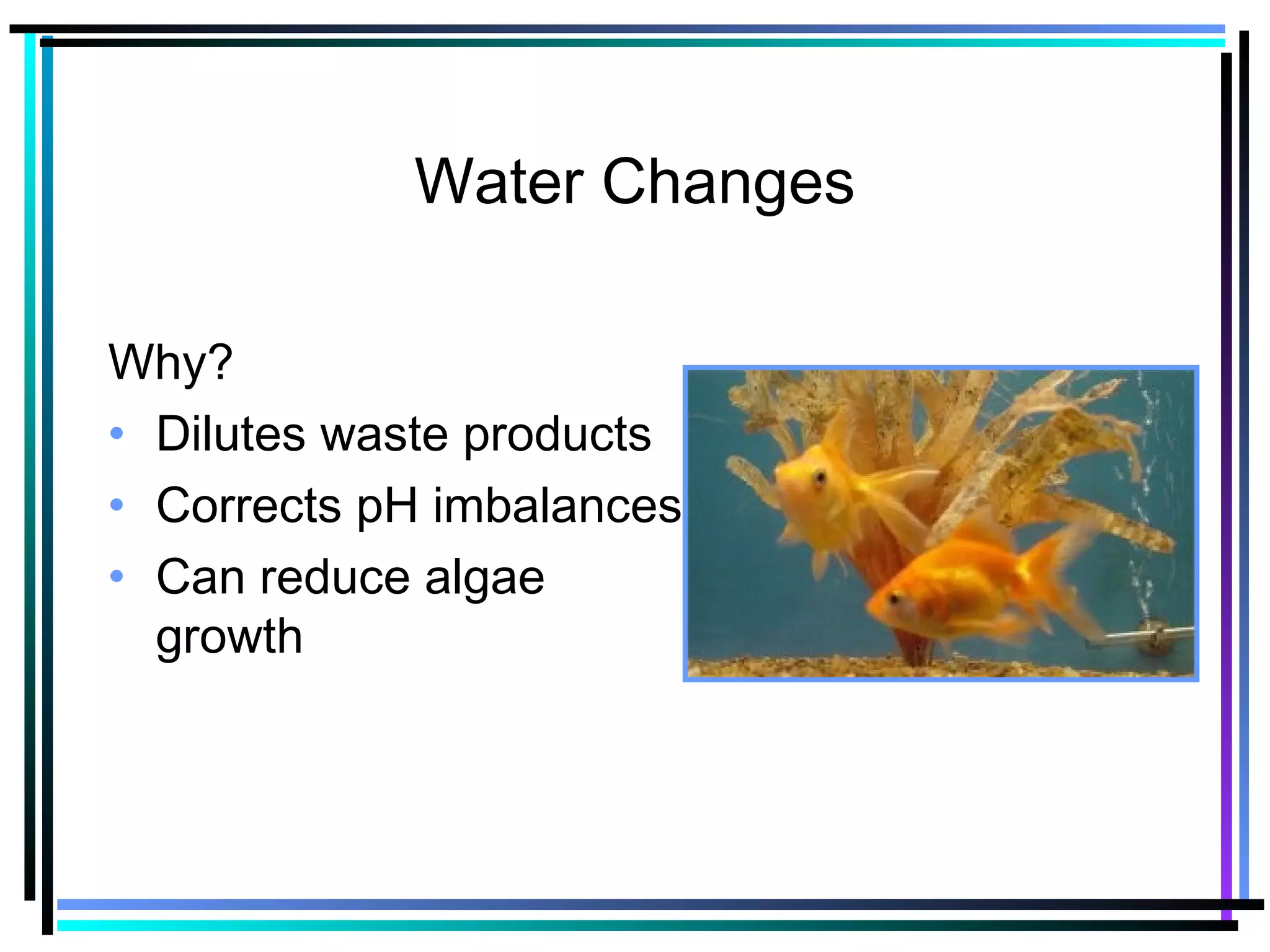 Water Changes
Why?
• Dilutes waste products
• Corrects pH imbalances
• Can reduce algae
growth
 