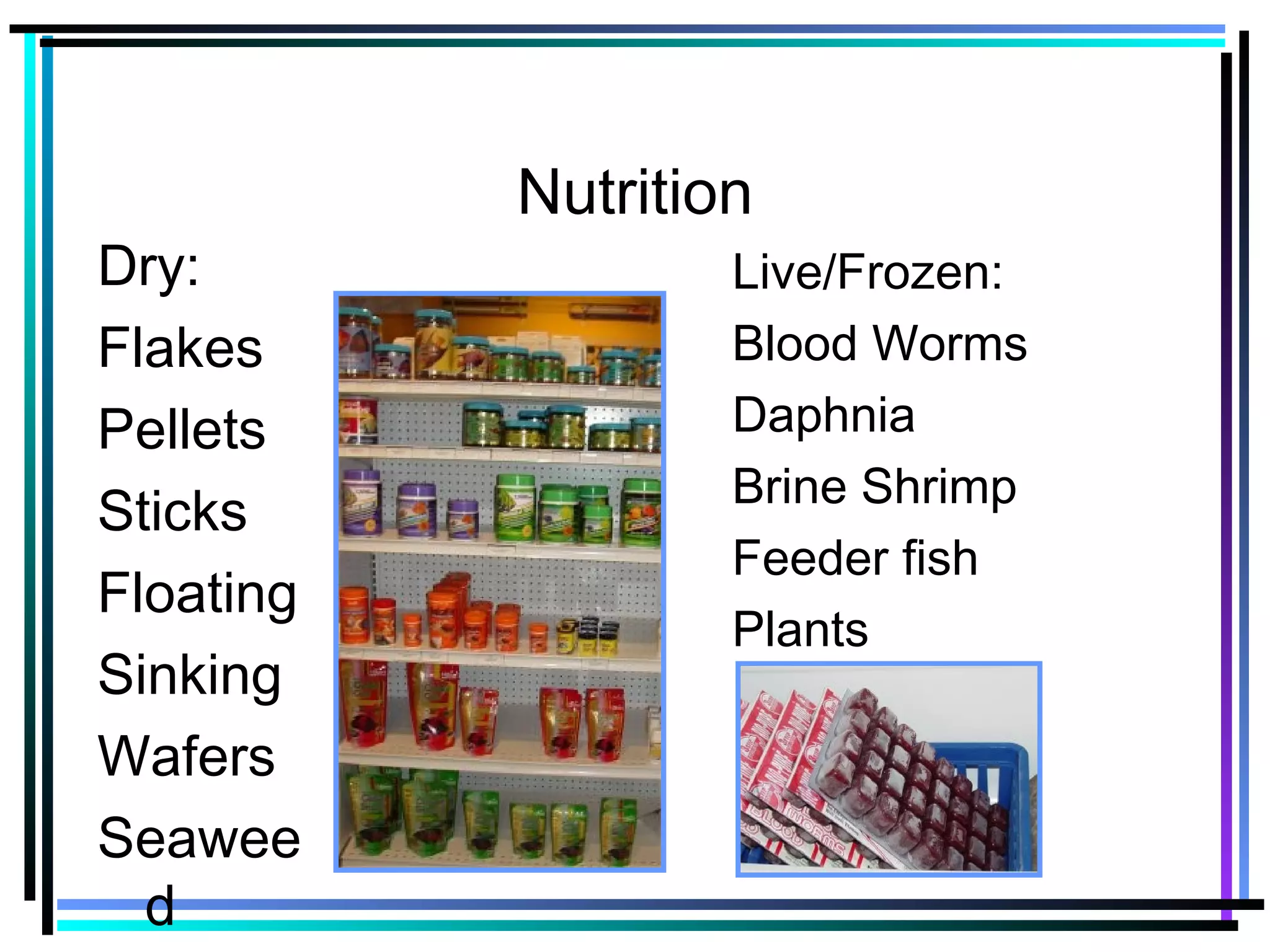 Nutrition
Dry:
Flakes
Pellets
Sticks
Floating
Sinking
Wafers
Seawee
d
Live/Frozen:
Blood Worms
Daphnia
Brine Shrimp
Feeder fish
Plants
 