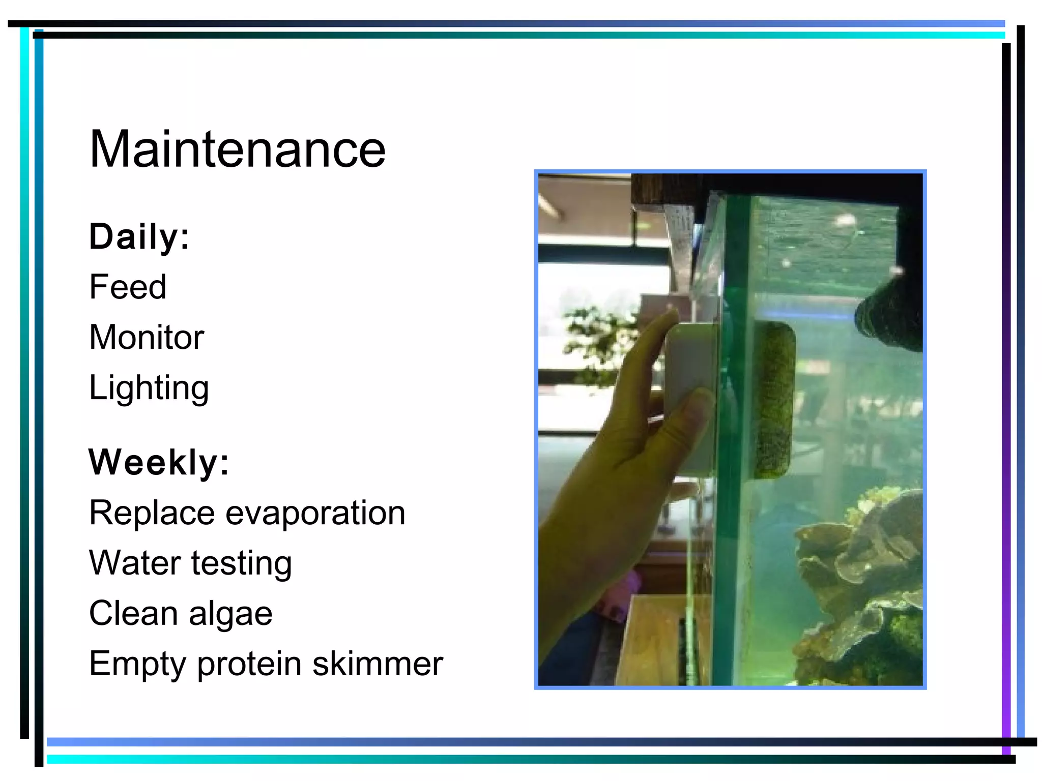 Maintenance
Daily:
Feed
Monitor
Lighting
Weekly:
Replace evaporation
Water testing
Clean algae
Empty protein skimmer
 
