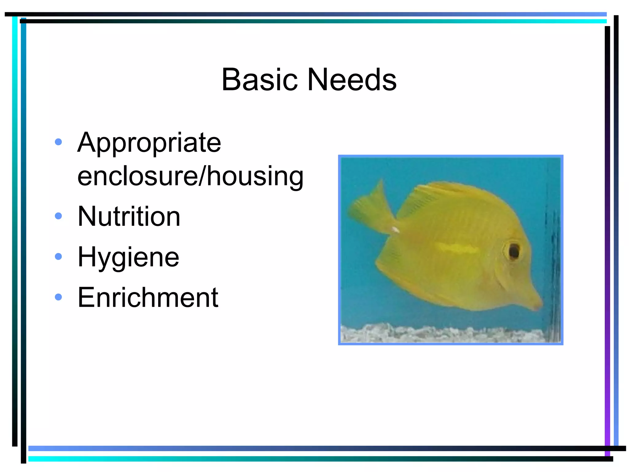 Basic Needs
• Appropriate
enclosure/housing
• Nutrition
• Hygiene
• Enrichment
 