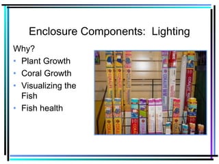 Enclosure Components: Lighting
Why?
• Plant Growth
• Coral Growth
• Visualizing the
Fish
• Fish health
 