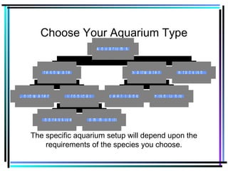 Choose Your Aquarium Type
C o ld w a t e r
A g g r e s s iv e C o m m u n ity
T r o p ic a l
F r e s h w a t e r
R e e f T a n k F is h O n ly
S a lt w a t e r B r a c k is h
A q u a r iu m s
The specific aquarium setup will depend upon the
requirements of the species you choose.
 