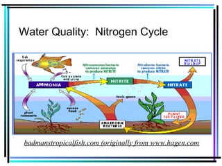 Water Quality: Nitrogen Cycle
badmanstropicalfish.com (originally from www.hagen.com)
 