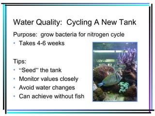 Water Quality: Cycling A New Tank
Purpose: grow bacteria for nitrogen cycle
• Takes 4-6 weeks
Tips:
• “Seed” the tank
• Monitor values closely
• Avoid water changes
• Can achieve without fish
 