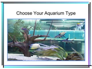 Choose Your Aquarium Type
 