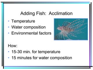 Adding Fish: Acclimation
• Temperature
• Water composition
• Environmental factors
How:
• 15-30 min. for temperature
• 15 minutes for water composition
 