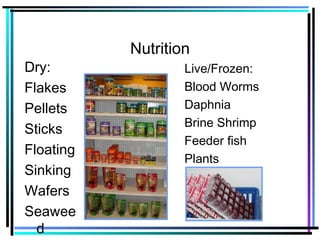 Nutrition
Dry:
Flakes
Pellets
Sticks
Floating
Sinking
Wafers
Seawee
d
Live/Frozen:
Blood Worms
Daphnia
Brine Shrimp
Feeder fish
Plants
 