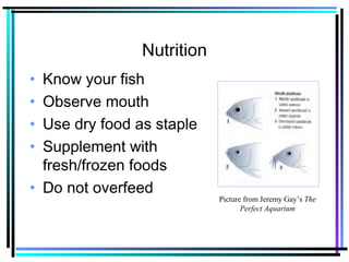 Nutrition
• Know your fish
• Observe mouth
• Use dry food as staple
• Supplement with
fresh/frozen foods
• Do not overfeed
Picture from Jeremy Gay’s The
Perfect Aquarium
 