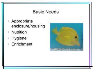 Basic Needs
• Appropriate
enclosure/housing
• Nutrition
• Hygiene
• Enrichment
 