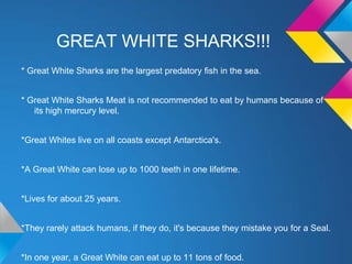 GREAT WHITE SHARKS!!!
* Great White Sharks are the largest predatory fish in the sea.


* Great White Sharks Meat is not recommended to eat by humans because of
   its high mercury level.


*Great Whites live on all coasts except Antarctica's.


*A Great White can lose up to 1000 teeth in one lifetime.


*Lives for about 25 years.


*They rarely attack humans, if they do, it's because they mistake you for a Seal.


*In one year, a Great White can eat up to 11 tons of food.
 