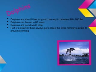 •   Dolphins are about 8 feet long and can way in between 440- 660 lbs
•   Dolphins can live up to 80 years
•   Dolphins are found world wide
•   Half of a dolphin's brain always go to sleep the other half stays awake to
    prevent drowning
 