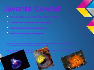 Juvenile Cowfish
 •    Descends from the family of boxfish or trunkfish

 •    Scientific name: Acanthostracion quadricornis

 •    Covered with six-sides hexagonal scales

 •    Move in with a sluggish, rowing motion




"Cowfish Often Graze along Hawaii's Reefs." Cowfish Often Graze along Hawaii's Reefs. Web. 23 May 2012.
    <http://www.susanscott.net/OceanWatch2010/mar-01-10.html>.


"Cowfish Often Graze along Hawaii's Reefs." Cowfish Often Graze along Hawaii's Reefs. Web. 23 May 2012.
    <http://www.susanscott.net/OceanWatch2010/mar-01-10.html>.
 