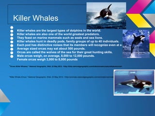 Killer Whales
•
•
•
         Killer whales are the largest types of dolphins in the world.


•
         Killer whales are also one of the world greatest predators.


•
         They feast on marine mammals such as seals and sea lions.


•
         Killer whales hunt in deadly pods, family groups of up to 40 individuals.


•
         Each pod has distinctive noises that its members will recognize even at a distance


•
         Average sized orcas may eat about 500 pounds.


•
         Orcas are called the wolves of the sea for their great hunting skills.
         Male orcas weigh, on average, 8,000 to 12,000 pounds.
         Female orcas weigh 3,000 to 8,000 pounds
.
"Orcas (Killer Whales)." National Geographic. Web. 23 May 2012. <http://kids.nationalgeographic.com/kids/animals/creaturefeature/orca/>



"Killer Whale (Orca)." National Geographic. Web. 23 May 2012. <http://animals.nationalgeographic.com/animals/mammals/killer-whale
 