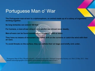 Portuguese Man o' War
The Portuguese man-of-war is a siphonophore, an animal made up of a colony of organisms
working together.

Its long tentacles can extend 165 feet

For humans, a man-of-war sting is very painful, but almost never deadly.

Man-of-wars can be found sometimes in groups of 1,000 or more.

They have no means of movement and either drift on the currents or catch the wind with their
air sacs.

To avoid threats on the surface, they can deflate their air bags and briefly sink under.




. "Portuguese Man-of-War: Physalia physalis." National geographic. National Geographic Society, n.d. Web. 22 May 2012. <http:
//animals.nationalgeographic.com/animals/invertebrates/portuguese-man-of-war/>.
 