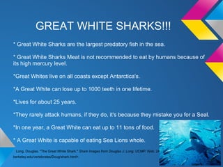 GREAT WHITE SHARKS!!!
* Great White Sharks are the largest predatory fish in the sea.

* Great White Sharks Meat is not recommended to eat by humans because of
its high mercury level.

*Great Whites live on all coasts except Antarctica's.

*A Great White can lose up to 1000 teeth in one lifetime.

*Lives for about 25 years.

*They rarely attack humans, if they do, it's because they mistake you for a Seal.

*In one year, a Great White can eat up to 11 tons of food.

* A Great White is capable of eating Sea Lions whole.
 Long, Douglas. "The Great White Shark." Shark Images from Douglas J. Long, UCMP. Web. 24 May 2012. <http://www.ucmp.
berkeley.edu/vertebrates/Doug/shark.html>.
 