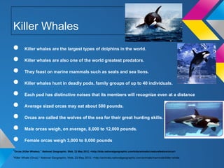 Killer Whales
●        Killer whales are the largest types of dolphins in the world.

●        Killer whales are also one of the world greatest predators.

●        They feast on marine mammals such as seals and sea lions.

●        Killer whales hunt in deadly pods, family groups of up to 40 individuals.

●        Each pod has distinctive noises that its members will recognize even at a distance

●        Average sized orcas may eat about 500 pounds.

●        Orcas are called the wolves of the sea for their great hunting skills.

●        Male orcas weigh, on average, 8,000 to 12,000 pounds.

●        Female orcas weigh 3,000 to 8,000 pounds
.
"Orcas (Killer Whales)." National Geographic. Web. 23 May 2012. <http://kids.nationalgeographic.com/kids/animals/creaturefeature/orca/>
"Killer Whale (Orca)." National Geographic. Web. 23 May 2012. <http://animals.nationalgeographic.com/animals/mammals/killer-whale
 