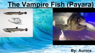 The Vampire Fish (Payara)
By: Aurora
 