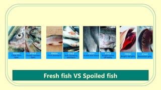 Fish Quality.pptx