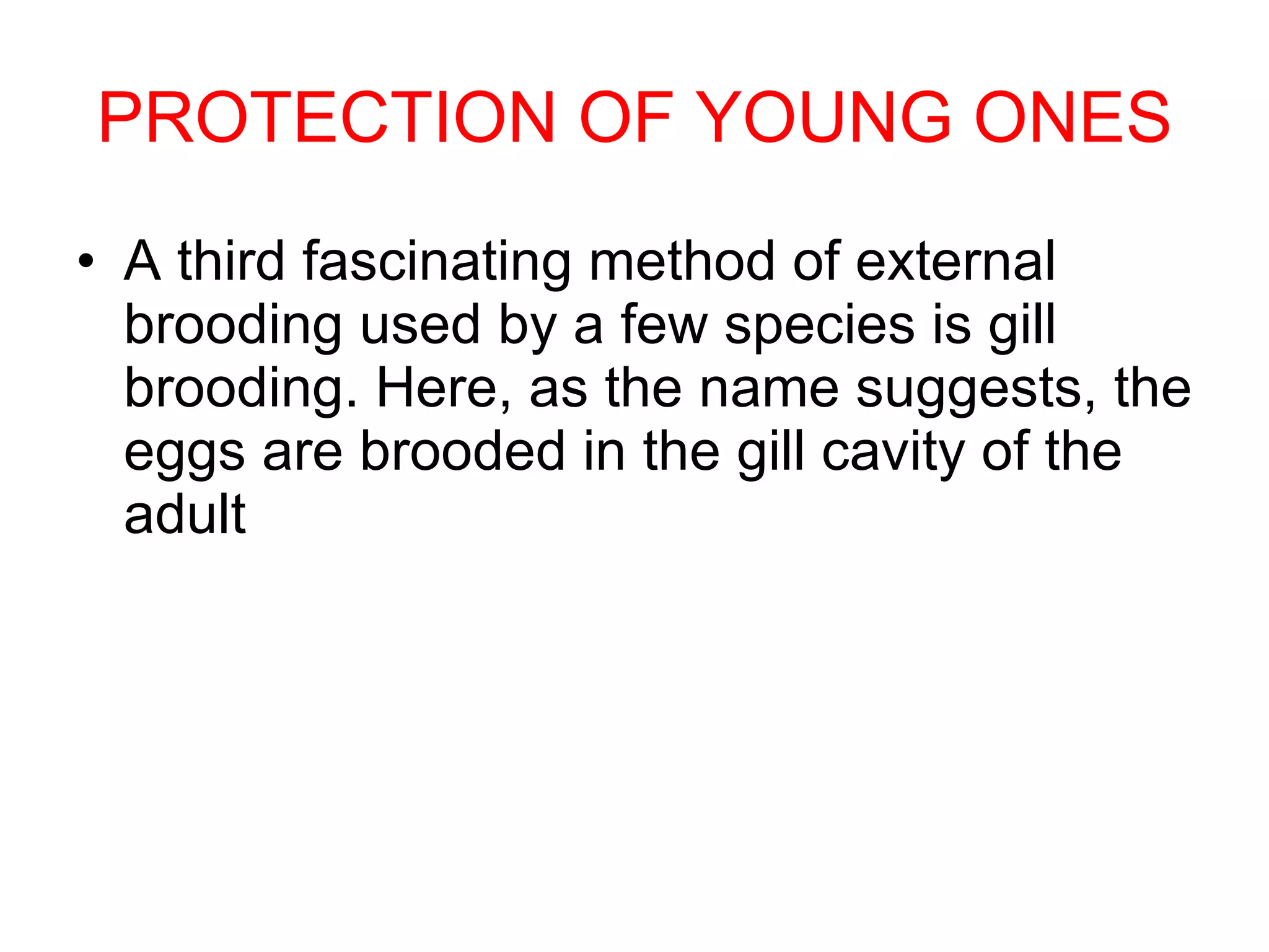PROTECTION OF YOUNG ONES A third fascinating method of external brooding used by a few species is gill brooding. Here, as the name suggests, the eggs are brooded in the gill cavity of the adult  