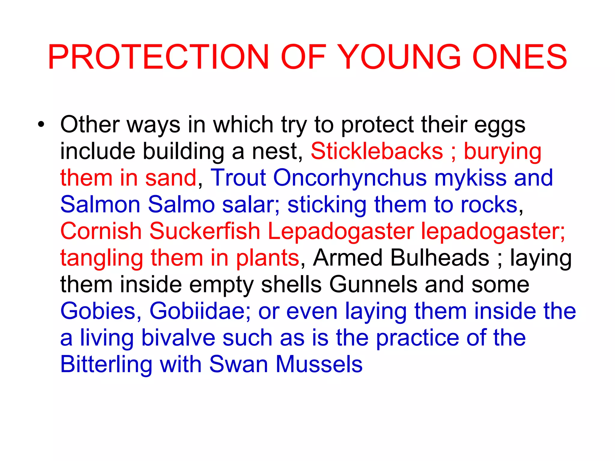 PROTECTION OF YOUNG ONES Other ways in which try to protect their eggs include building a nest,  Sticklebacks ; burying them in sand ,  Trout Oncorhynchus mykiss and Salmon Salmo salar; sticking them to rocks ,  Cornish Suckerfish Lepadogaster lepadogaster; tangling them in plants , Armed Bulheads ; laying them inside empty shells Gunnels and some  Gobies, Gobiidae; or even laying them inside the a living bivalve such as is the practice of the Bitterling with Swan Mussels 