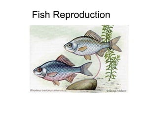 Fish Reproduction 