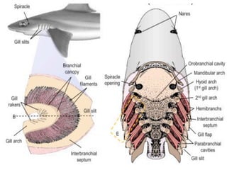 Pulmonary Fish Fish respiratory system.pdf