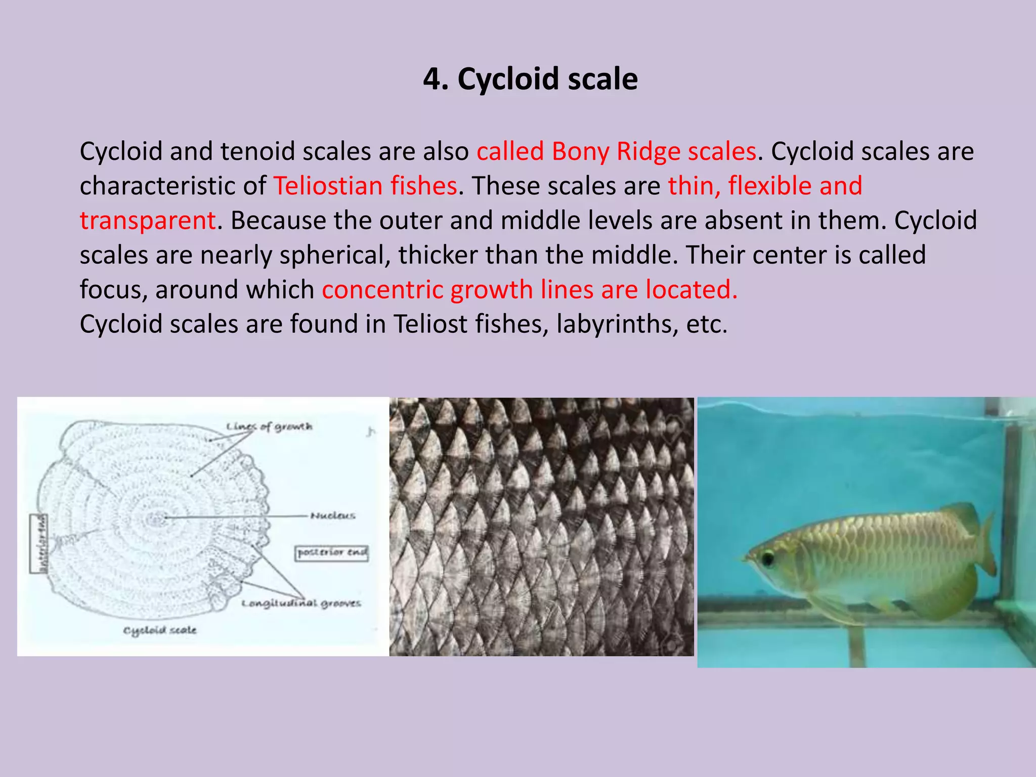 4. Cycloid scale
Cycloid and tenoid scales are also called Bony Ridge scales. Cycloid scales are
characteristic of Teliostian fishes. These scales are thin, flexible and
transparent. Because the outer and middle levels are absent in them. Cycloid
scales are nearly spherical, thicker than the middle. Their center is called
focus, around which concentric growth lines are located.
Cycloid scales are found in Teliost fishes, labyrinths, etc.
 