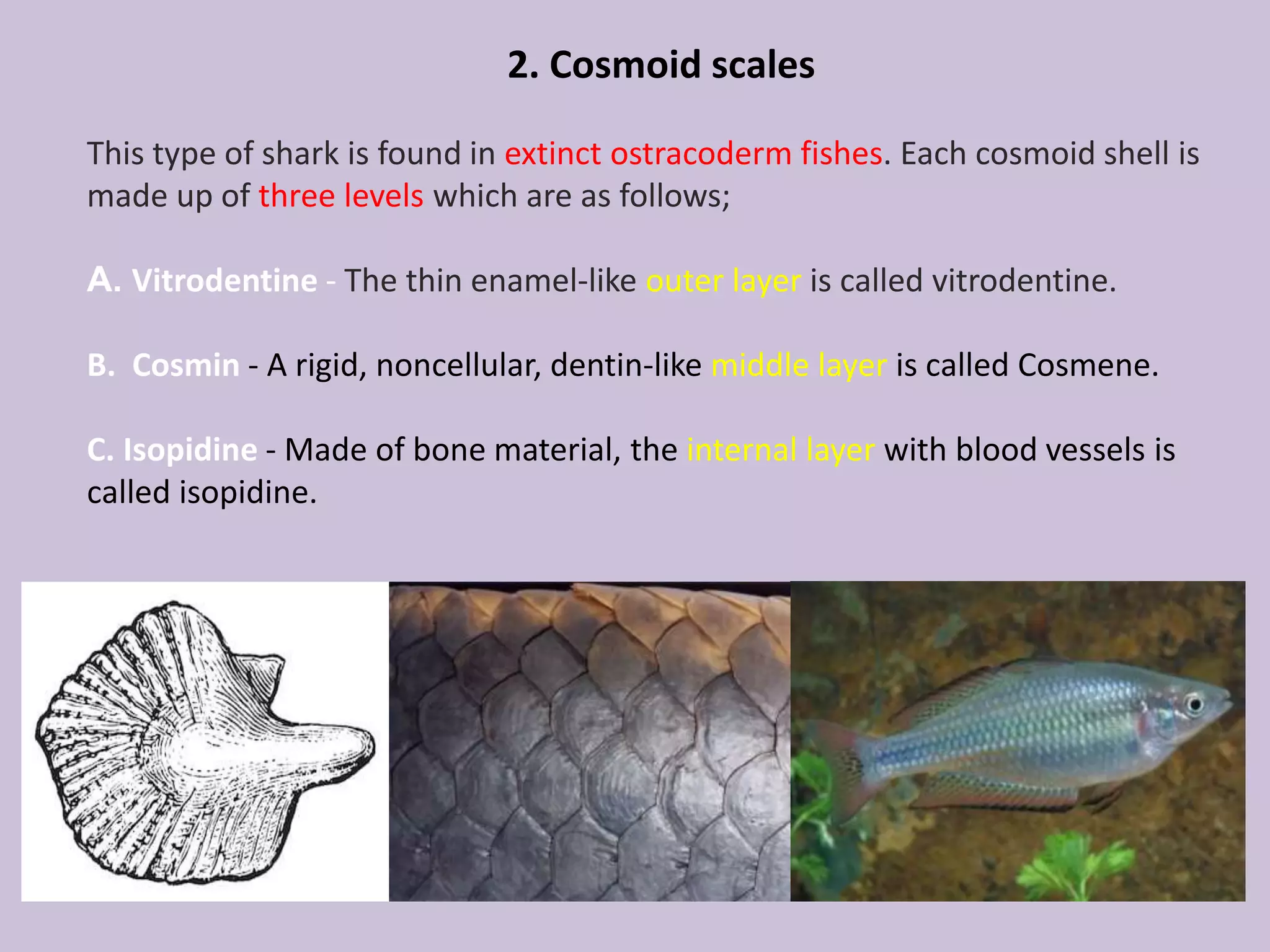 2. Cosmoid scales
This type of shark is found in extinct ostracoderm fishes. Each cosmoid shell is
made up of three levels which are as follows;
A. Vitrodentine - The thin enamel-like outer layer is called vitrodentine.
B. Cosmin - A rigid, noncellular, dentin-like middle layer is called Cosmene.
C. Isopidine - Made of bone material, the internal layer with blood vessels is
called isopidine.
 