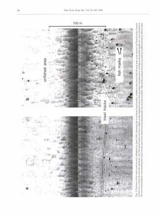 of
Fig. 3. Po~tions the side-scan record, obtained in April 1993, showing the 4 m beam trawl tracks, visible in the lower half of each side-scan record. (a)Trawl tracks clearly
visible on a relatively smooth substrate. (b)The trawl tracks are less visible in thls segment due to the presence of sandwaves. In both sections fish marks are concentrated in
the area immediately surrounding the trawl tracks and were observed simultaneously on an echo-sounder. The total scanned area for (a) and (b)is 480 m long by 200m wide
 