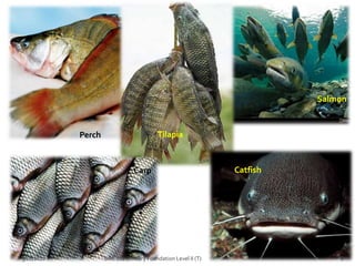 Perch Tilapia
Salmon
Catfish
Carp
3/18/2022 8
BAC 102 Culinary Foundation Level II (T)
 