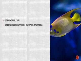Fish Introduction Simple Introduction to Fish and Seafood and parts.pdf