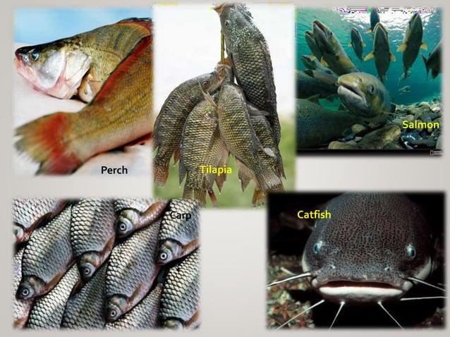Fish & Seafood PT 1.pdf