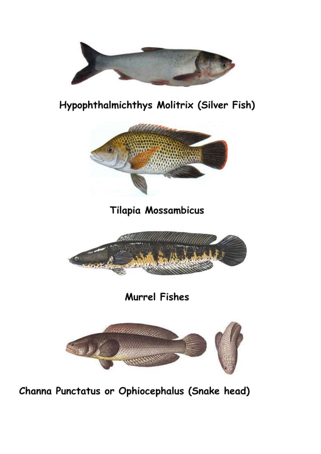 FISHES & SEED PRODUCTION A VIEW PDF