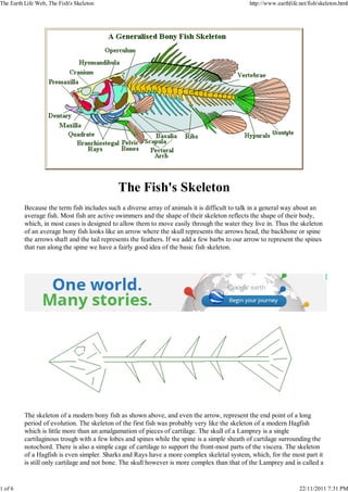 The Earth Life Web, The Fish's Skeleton                                                        http://www.earthlife.net/fish/skeleton.html




                                             The Fish's Skeleton
          Because the term fish includes such a diverse array of animals it is difficult to talk in a general way about an
          average fish. Most fish are active swimmers and the shape of their skeleton reflects the shape of their body,
          which, in most cases is designed to allow them to move easily through the water they live in. Thus the skeleton
          of an average bony fish looks like an arrow where the skull represents the arrows head, the backbone or spine
          the arrows shaft and the tail represents the feathers. If we add a few barbs to our arrow to represent the spines
          that run along the spine we have a fairly good idea of the basic fish skeleton.




          The skeleton of a modern bony fish as shown above, and even the arrow, represent the end point of a long
          period of evolution. The skeleton of the first fish was probably very like the skeleton of a modern Hagfish
          which is little more than an amalgamation of pieces of cartilage. The skull of a Lamprey is a single
          cartilaginous trough with a few lobes and spines while the spine is a simple sheath of cartilage surrounding the
          notochord. There is also a simple cage of cartilage to support the front-most parts of the viscera. The skeleton
          of a Hagfish is even simpler. Sharks and Rays have a more complex skeletal system, which, for the most part it
          is still only cartilage and not bone. The skull however is more complex than that of the Lamprey and is called a


1 of 6                                                                                                              22/11/2011 7:31 PM
 
