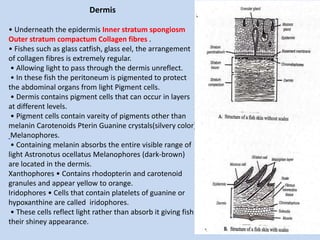 Dermis
• Underneath the epidermis Inner stratum spongiosm
Outer stratum compactum Collagen fibres .
• Fishes such as glass catfish, glass eel, the arrangement
of collagen fibres is extremely regular.
• Allowing light to pass through the dermis unreflect.
• In these fish the peritoneum is pigmented to protect
the abdominal organs from light Pigment cells.
• Dermis contains pigment cells that can occur in layers
at different levels.
• Pigment cells contain vareity of pigments other than
melanin Carotenoids Pterin Guanine crystals(silvery color)
Melanophores.
• Containing melanin absorbs the entire visible range of
light Astronotus ocellatus Melanophores (dark-brown)
are located in the dermis.
Xanthophores • Contains rhodopterin and carotenoid
granules and appear yellow to orange.
Iridophores • Cells that contain platelets of guanine or
hypoxanthine are called iridophores.
• These cells reflect light rather than absorb it giving fish
their shiney appearance.