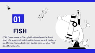 FISH
01
FISH- Fluorescence In Situ Hybridization allows the direct
study of a sequence located on the chromosome. It has been
used for insertion and selection studies. Let’s see what FISH
is and how it works.
 