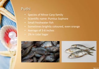 Fish Species in Udai Sagar.pptx