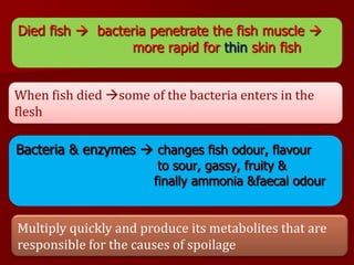 Died fish  bacteria penetrate the fish muscle 
more rapid for thin skin fish
Bacteria & enzymes  changes fish odour, flavour
to sour, gassy, fruity &
finally ammonia &faecal odour
Multiply quickly and produce its metabolites that are
responsible for the causes of spoilage
When fish died some of the bacteria enters in the
flesh
 