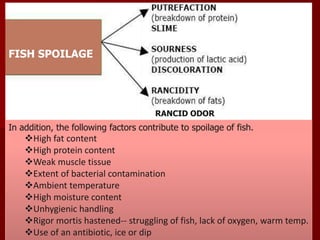 FISH SPOILAGE
FISH
POSINIGN
In addition, the following factors contribute to spoilage of fish.
High fat content
High protein content
Weak muscle tissue
Extent of bacterial contamination
Ambient temperature
High moisture content
Unhygienic handling
Rigor mortis hastened-- struggling of fish, lack of oxygen, warm temp.
Use of an antibiotic, ice or dip
RANCID ODOR
 