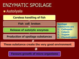 ENZYMATIC SPOILAGE
Careless handling of fish
Fish cell broken
Release of autolytic enzymes
Production of spoilage substances
These substance create the very good environment
Favours growth of micro organisms
Spoilage
substances are
1. Cathepsin
2. Calpain
3. Trypsin
4. Chymotrypsin
 