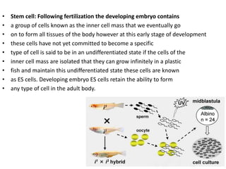 Fish stem cells and their applications by B | PPTX