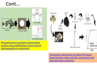 Fish stem cells and their applications by B | PPTX